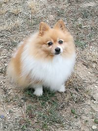 Portrait of dog on field