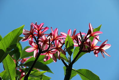 Low angle view of pink flowering plant against blue sky