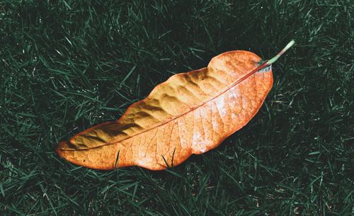 High angle view of dry leaf on grass