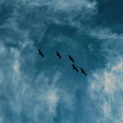 Low angle view of birds flying in sky
