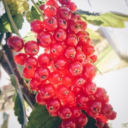 Close-up of red berries on tree