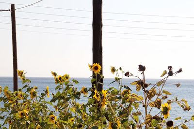 Yellow flowering plants against clear sky