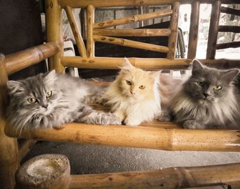 Portrait of cats relaxing