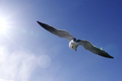 Low angle view of eagle flying in sky