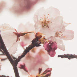 Close-up of pink cherry blossom