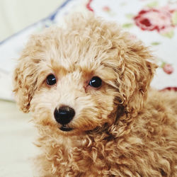 Portrait of toy poodle puppy looking at camera