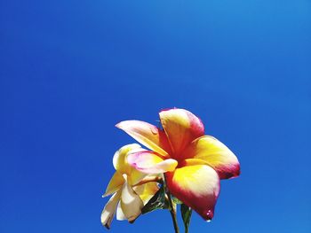 Close-up of flowering plant against blue sky