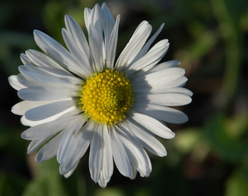 Close-up of white daisy blooming outdoors