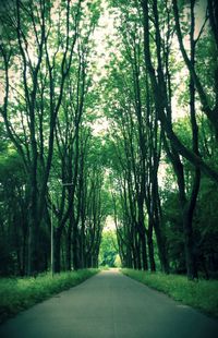 Empty road along trees