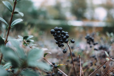 Close-up of fruits