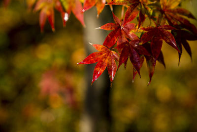 Close-up of maple leaves on plant