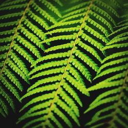 Close-up of fern leaves