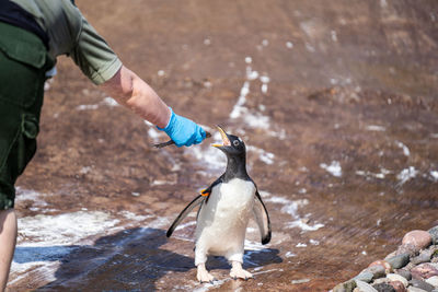 Man holding bird in water