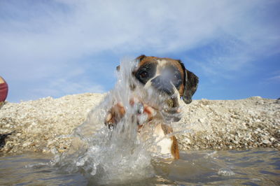 Boxer dog splashing water in river