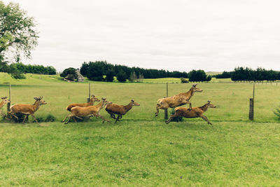 Flock of birds on field against sky