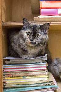 Portrait of cat on stack of books