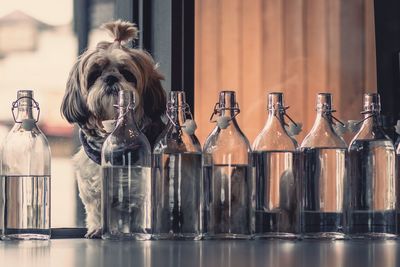 Portrait of dog sitting by bottle at home