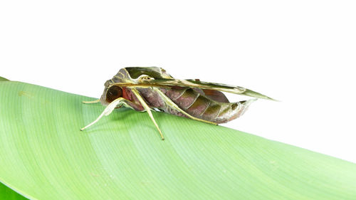 Close-up of insect on leaf over white background