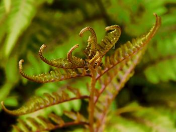 Close-up of lizard on leaf