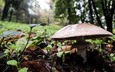 Close-up of mushroom growing in forest