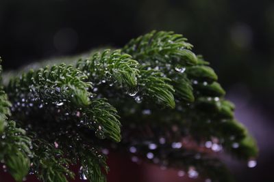 Close-up of wet plant