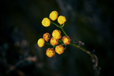Close-up of yellow flowering plant
