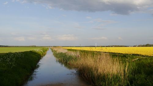 Scenic view of agricultural field against sky