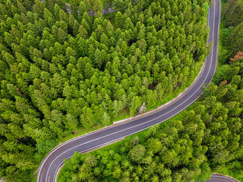 Aerial view of a road in the middle of the forest