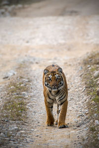 Portrait of cat walking in zoo