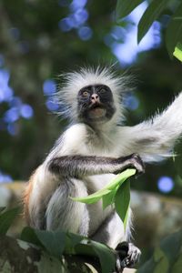 Close-up of monkey on tree