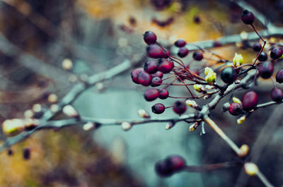 Close-up of berries growing on tree