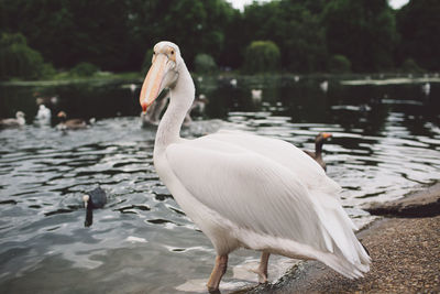 Close-up of pelicans at lakeshore