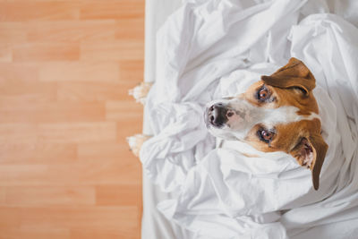 High angle portrait of a dog at home