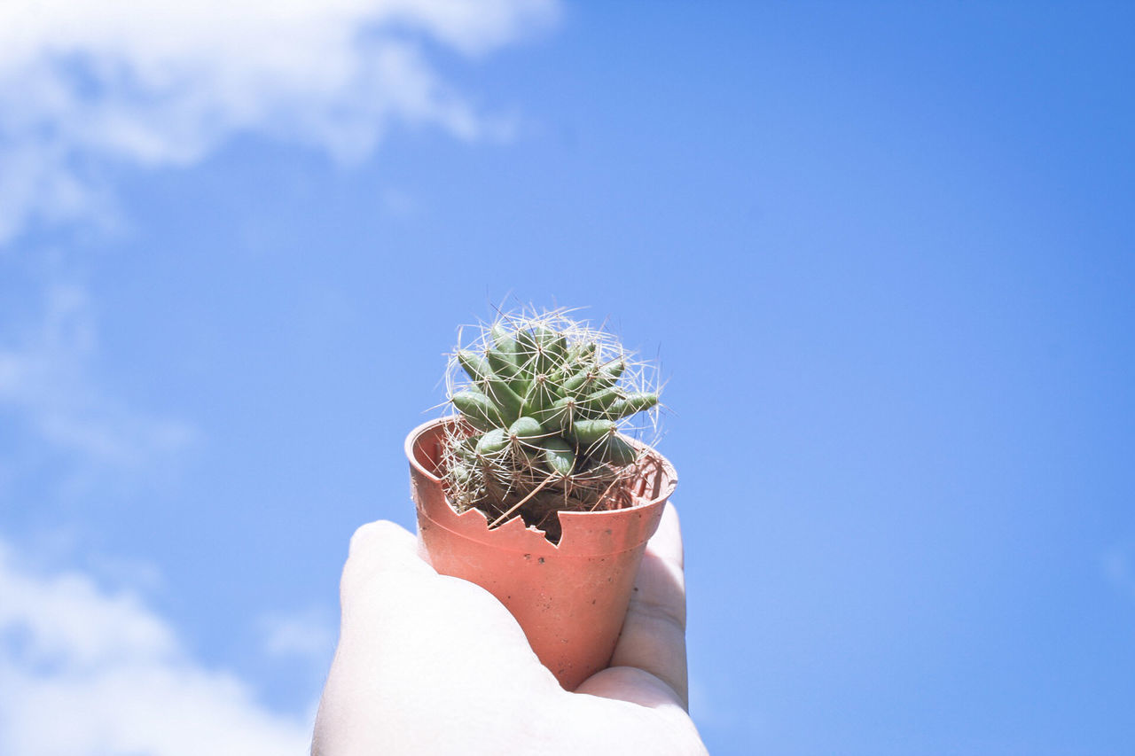 CLOSE-UP OF HAND HOLDING FLOWER POT AGAINST SKY