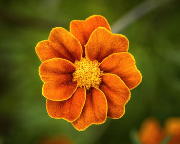 Close-up of orange flower