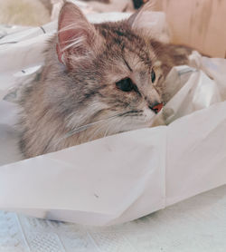 High angle view of a cat at home