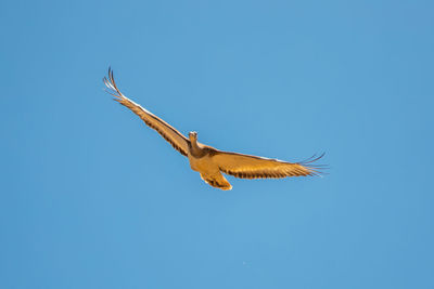 Low angle view of great bustard flying against clear blue sky