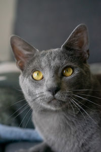 Close-up portrait of a cat