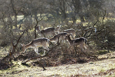 Deer in a forest
