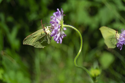 Close-up of butterfly pollinating on purple flower