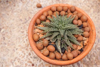 High angle view of fruit on potted plant