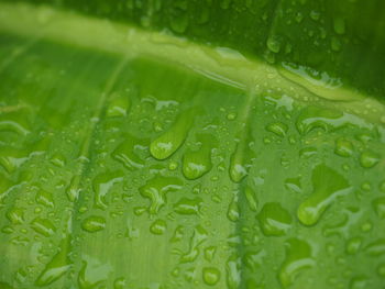 Full frame shot of raindrops on green leaves