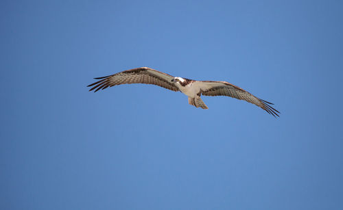 Osprey spreads its wings to fly across a blue sky.