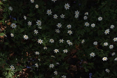 plant