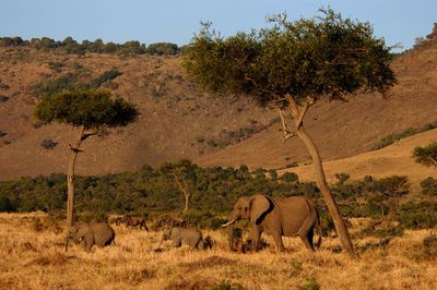 Elephant family living in masai mara, kenya