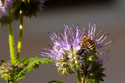 Close-up of bee pollinating on purple flower