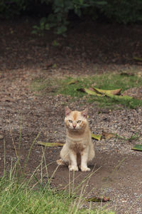 A cat, brown mixed with white, sitting in the yard of a resident's house, with bright eyes