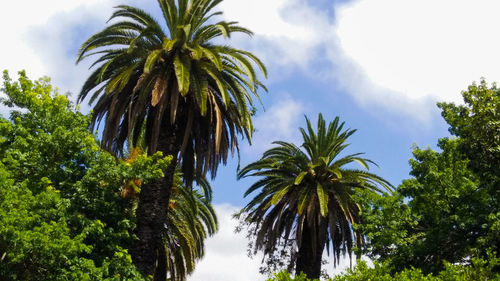 Low angle view of palm trees against sky