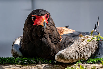 Close-up of a bird