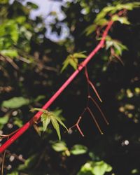 Close-up of plant